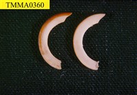 藏品(囓齒類門齒)的圖片